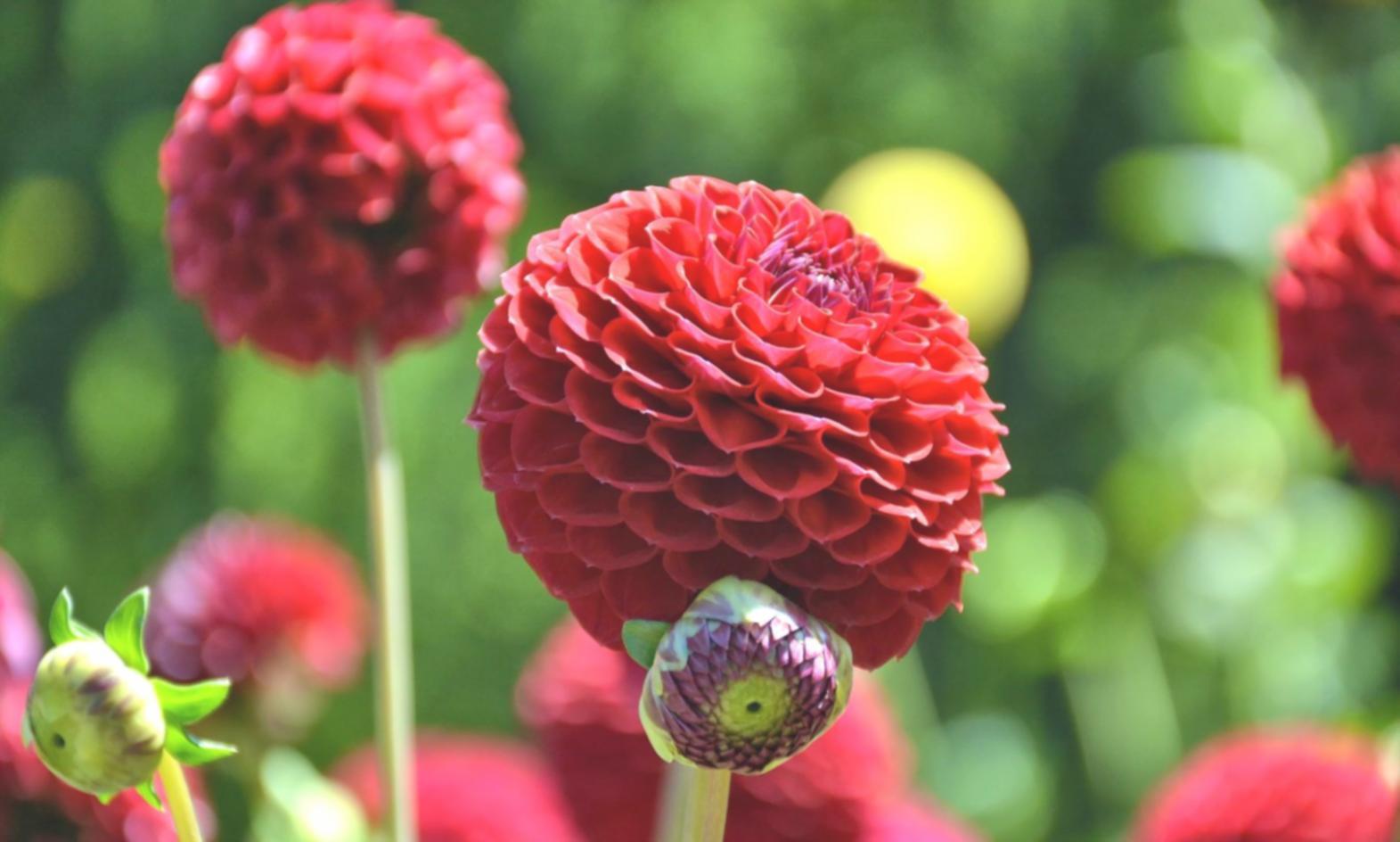 Workspace with fresh flower materials