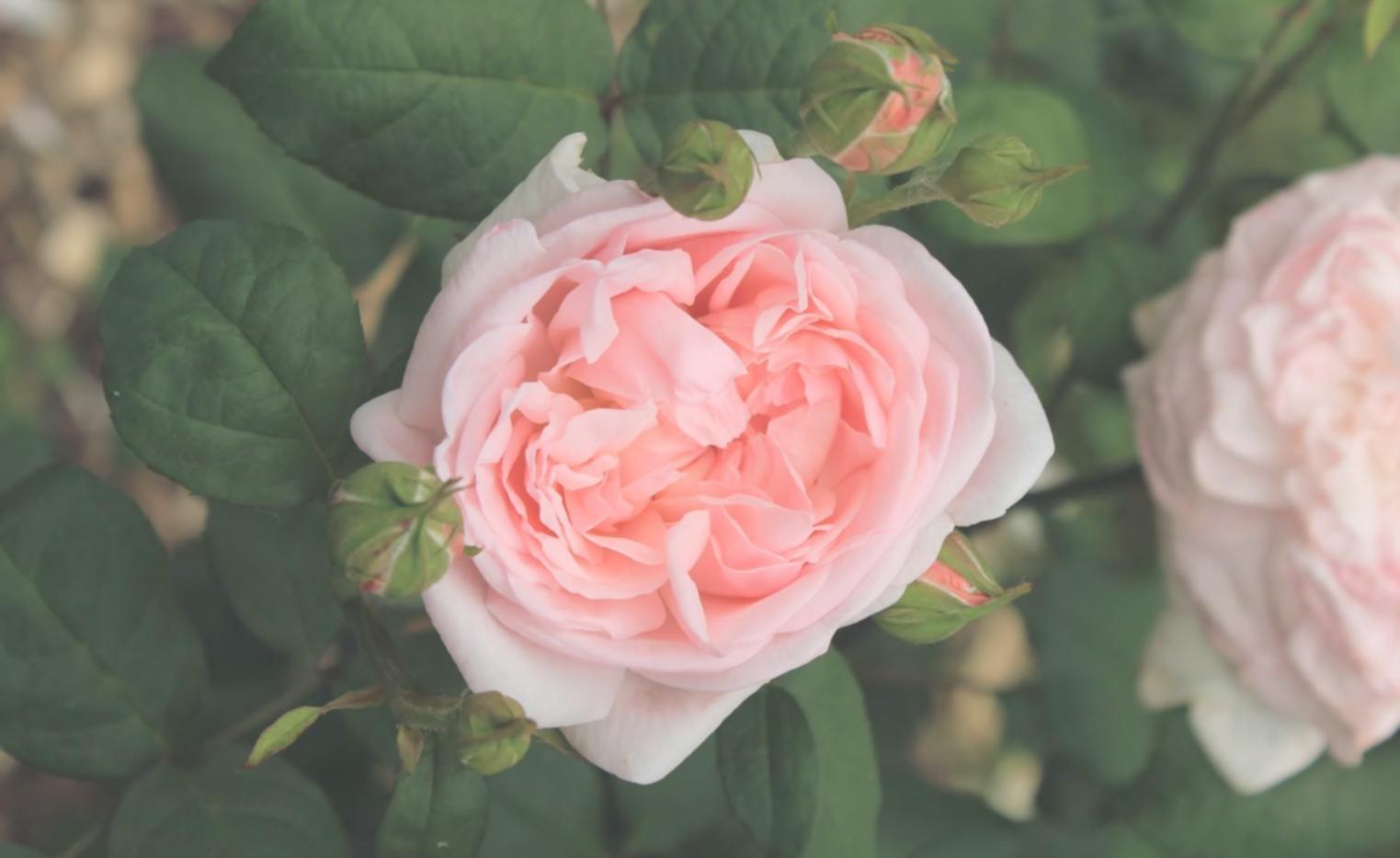 Fresh flower arrangement being prepared in workshop